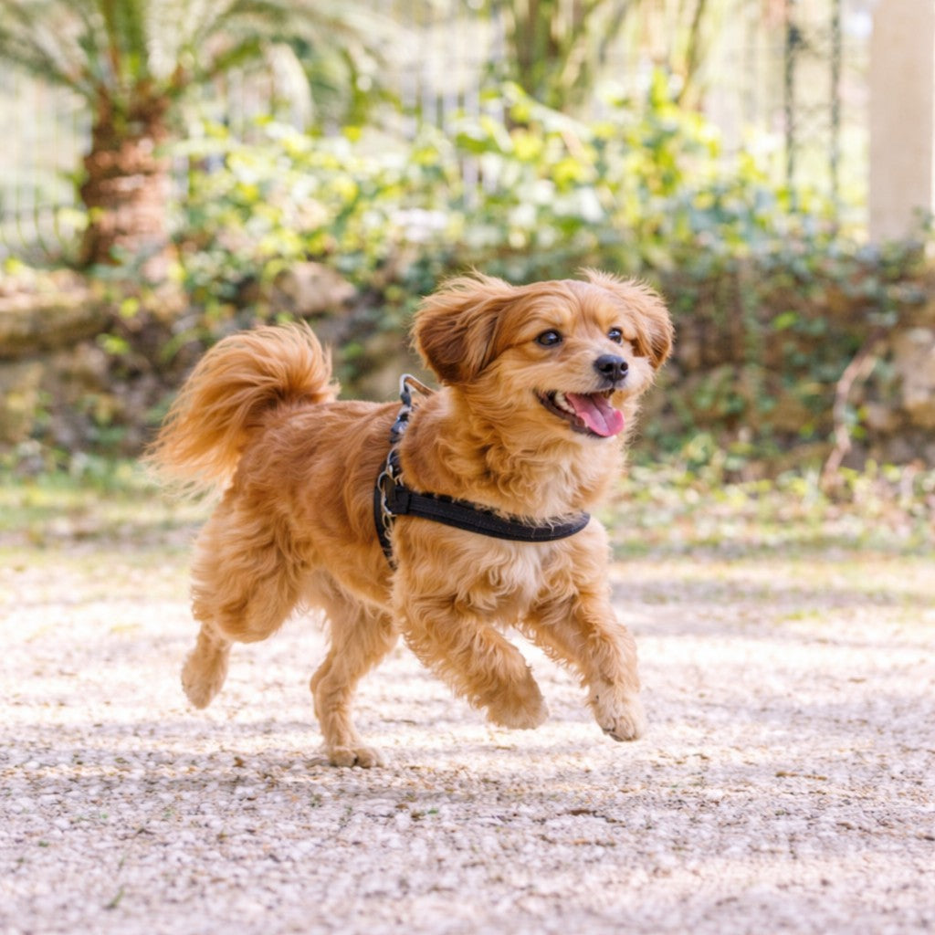 Urban camo luxe hondentuig