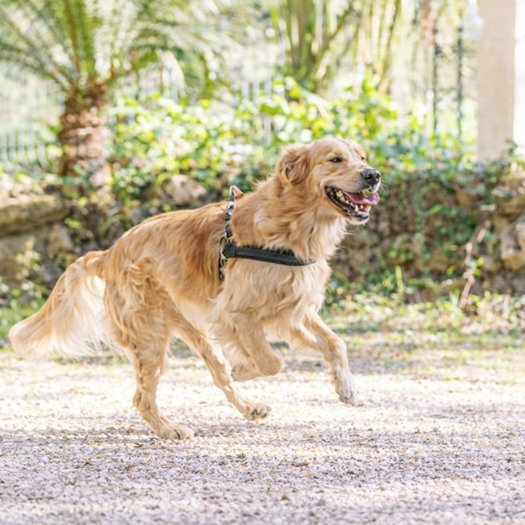 Urban camo luxe hondentuig