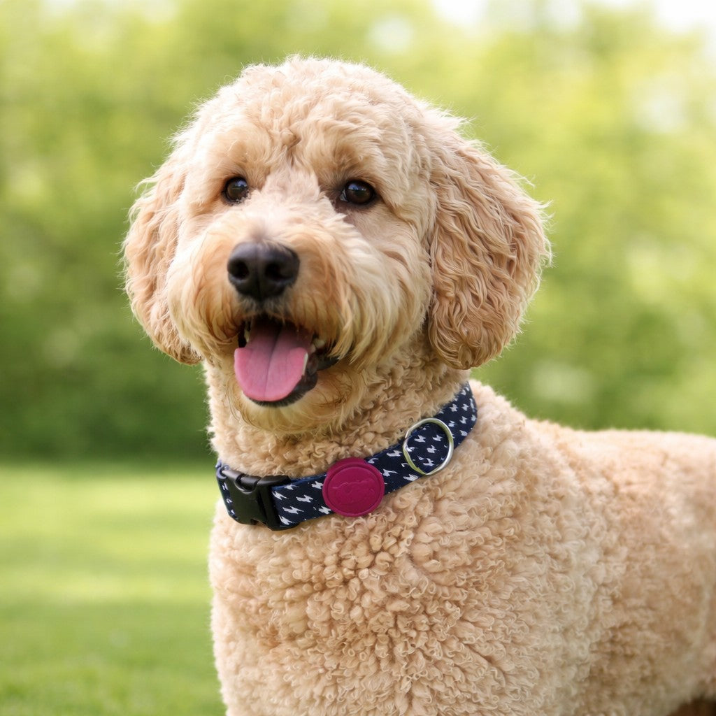 Morso Dog Collar Recycled Power Flow Black
