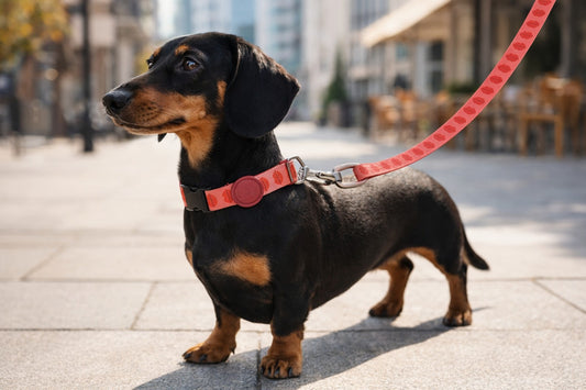 Origineel lipstick roze hondenriem
